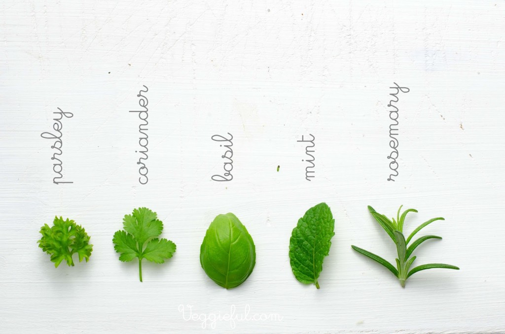 herbs explained
