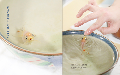 どんぶり金魚の楽しみ方_金魚