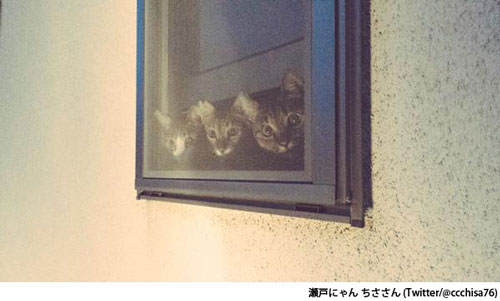ご主人様が好きで好きでたまらない猫3兄弟のお出迎え風景が本当に可愛くて愛しくなる