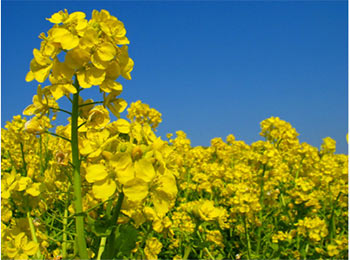 菜の花