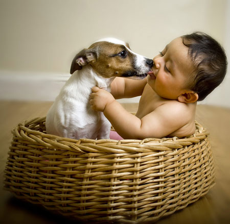 ペットと犬