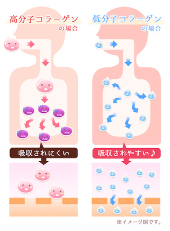 低分子コラーゲン