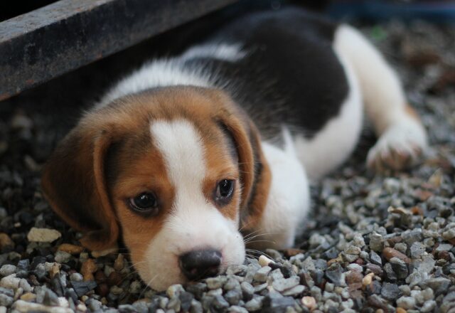 甘えん坊の愛犬が…突然“夫だけ”を警戒！？帰宅した【夫のカバン】をくわえた瞬間⇒「えっ…何これ！」